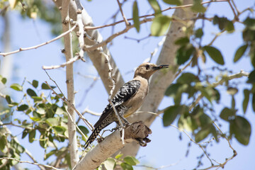 Melanerpes uropygialis, carpintero del desierto