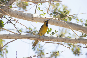 Calandria dorso negro (Icterus cucullatus)