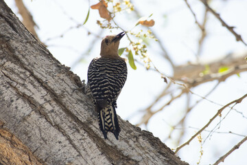 Melanerpes uropygialis, carpintero del desierto