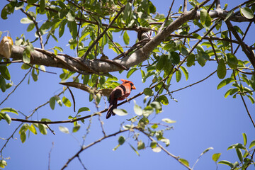 Cardenal rojo (cardenalis cardenalis)