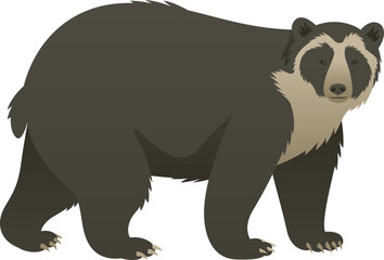 Color vector illustration of spectacled, mountain or Andean bear side view. Wild animal isolated on white background. Omnivorous mammal. South American wildlife.
