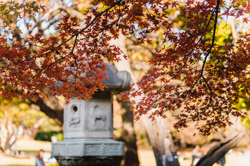 Autumn leaves foliage by the japanese garden