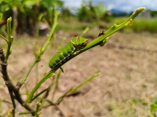caterpillar on a leaf