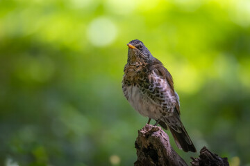 A Fieldfare stands on a wooden stick and looks right toward the camera lens with a green background on a sunny summer day.