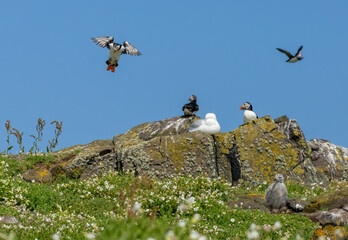 Funny atlantic puffins coming into land on a rock