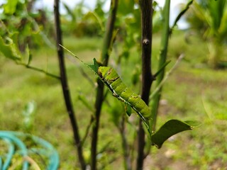 grasshopper on a leaf