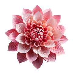 Fototapeta premium pink dahlia flower
