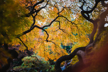Gorgeous and beautiful autumn leaves and foliage