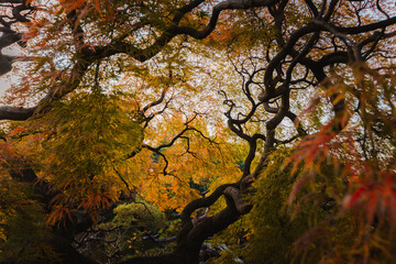 Beautiful autumn colors and textures