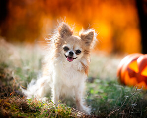 Obraz premium chihuahua in nature