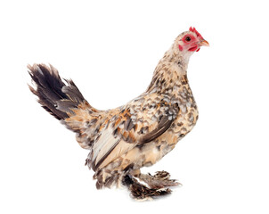 sabelpoot chicken in studio