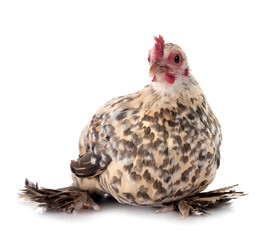 sabelpoot chicken in studio