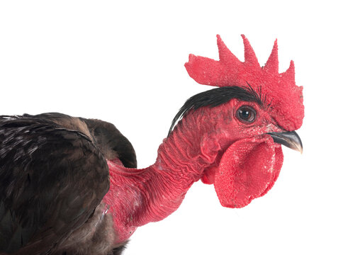 bantam Naked Neck chicken in studio