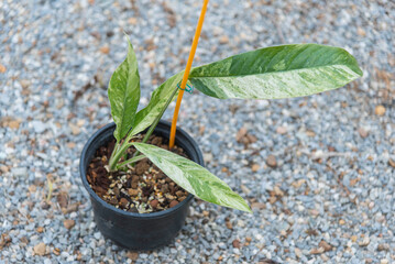 Rhaphidophora megasperma varigated 