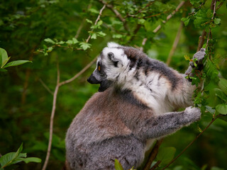 Monkey lemur catta  in tree - (catta lemur) in nature. Popular animal know as lemur catta from madagascar.