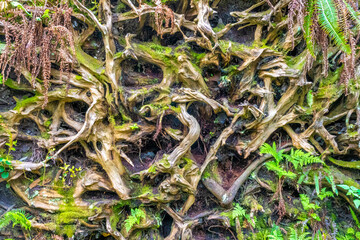 Beautiful patterns formed by the turned over roots of a fallen tree, Stanley Park, Vancouver, British Columbia, Canada