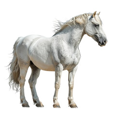 Naklejka premium horse isolated on white background