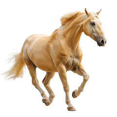 Obraz premium horse isolated on white background