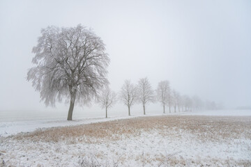 Allee mit Bäumen im Winternebel, stimmungsvoll, trübes Wetter, Gernsheim, Hessen, Germany