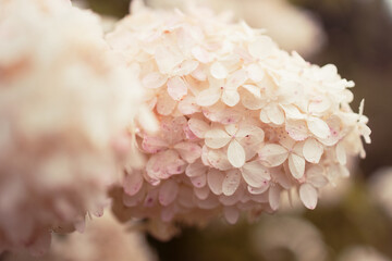 closeup hydrangea. Beautiful natural background with delicate white hydrangea flowers in landscape design. Flowers in the garden. Hydrangea flowers art photo with copy space. High quality photo