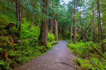 Obraz premium Wooden brdige in the hiking loop around Ward Lake, Tongass National forest, Ketchikan, Alaska, USA