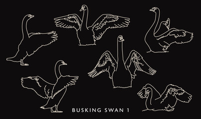 Busking Swan Illustration - Outlines