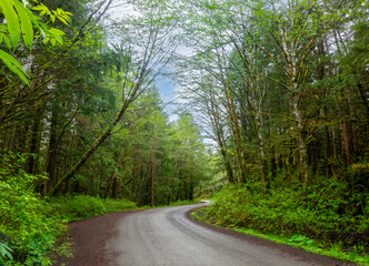 Road entering the Tongass National forest, Ketchikan, Alaska, the largest of the USA