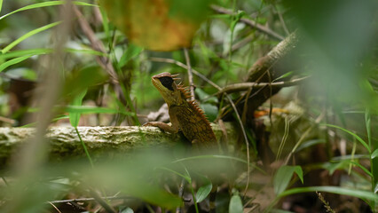 A close up of Greater Spiny Lizard in a forest, concept of spine lizard, exotic pet, reptile in an ecosystem, reptilian of Thailand jungle, wildlife and biology, tropical rainforest creature.