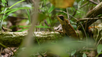 A close up of Greater Spiny Lizard in a forest, concept of spine lizard, exotic pet, reptile in an ecosystem, reptilian of Thailand jungle, wildlife and biology, tropical rainforest creature.