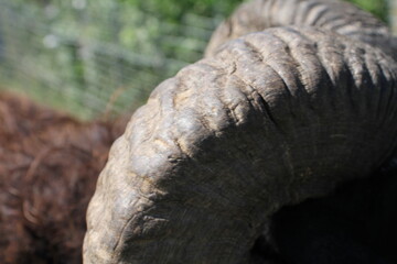 Horn