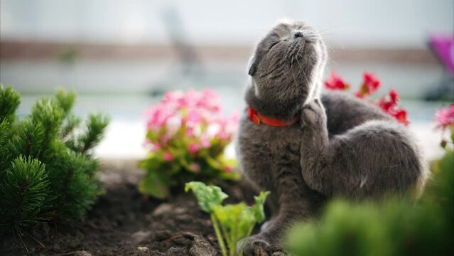 Scottish Fold cat with orange eyes and a red collar scratching itself near flowers, in a garden