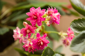 Obraz premium Cluster of Magenta Kalanchoe Flowers Blooms on a Terrestrial Shrub Plant. Magenta Blossoms. Floral Beauty. Garden Landscape