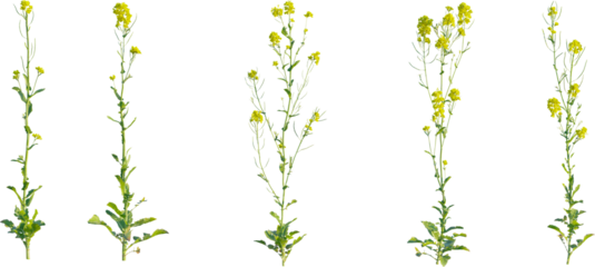 Brassica rapa plant 4k png cutout isolate
