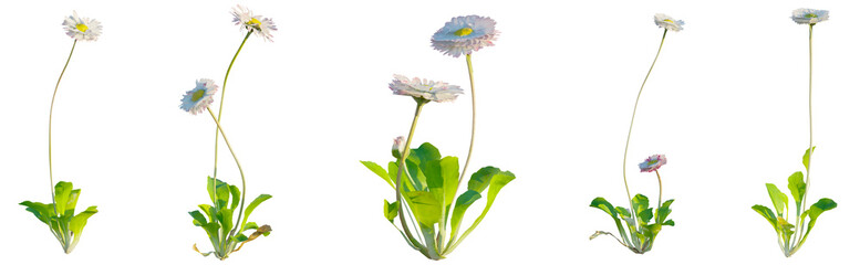 Bellis plant 4k png cutout isolate © DH Tree Stock