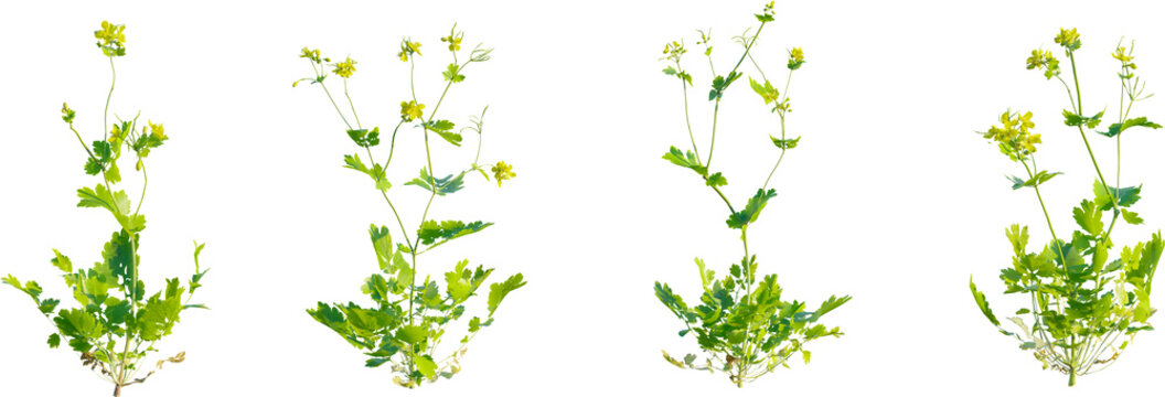 Chelidonium majus plant 4k png cutout isolate