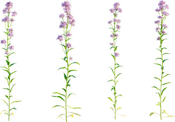 Hesperis matronalis plant 4k png cutout isolate