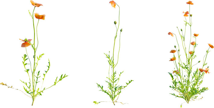 Papaver dubium plant 4k png cutout isolate