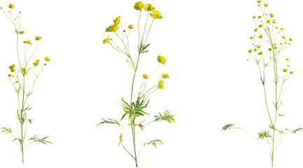 Ranunculus plant 4k png cutout isolate