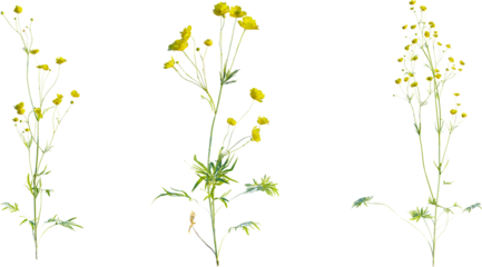 Ranunculus plant 4k png cutout isolate