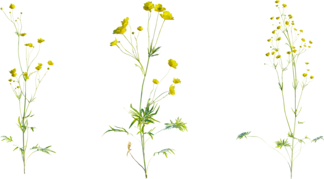 Ranunculus plant 4k png cutout isolate
