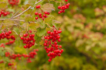 Obraz premium Red Viburnum berries in the tree