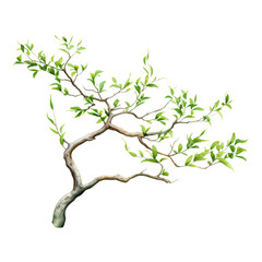 Fototapeta premium branch tree with leaves watercolor isolated on transparent background cutout