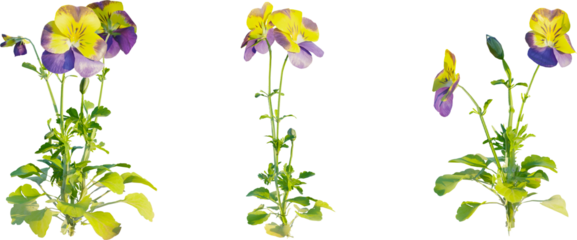 Viola tricolor, pansy plant 4k png cutout isolate