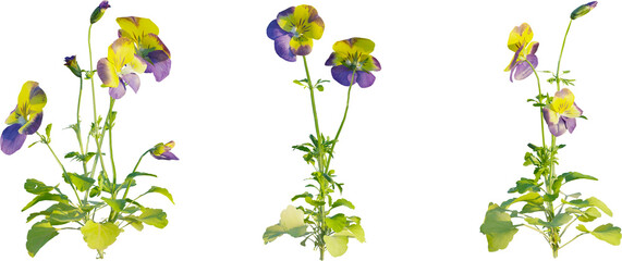 Viola tricolor plant 4k png cutout isolate