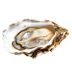 Fresh oyster on white background. A fresh oyster, shell open, revealing the delicate meat inside, isolated on a white background. Perfect for food photography, menus, and culinary publications.