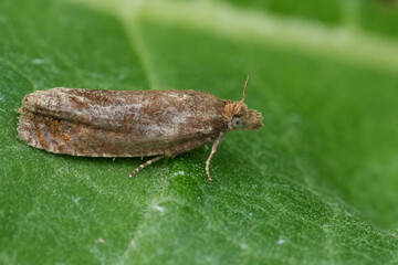 Closeup on the rare European Epiblema turbidana micro crambid moth, a specialist on butterbur, Petasites plants
