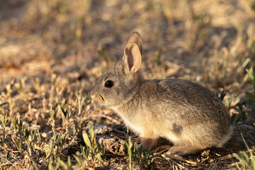Cute Young Cottontail Rabbit in Arizona