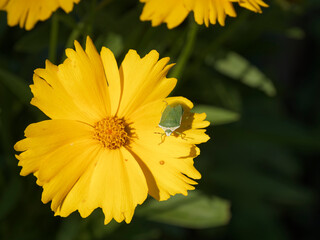 Southern green shieldbug (Nezara viridula) Green body with white spots along the front edge of the scutellum, head and front margin of the pronotum is cream-coloured

