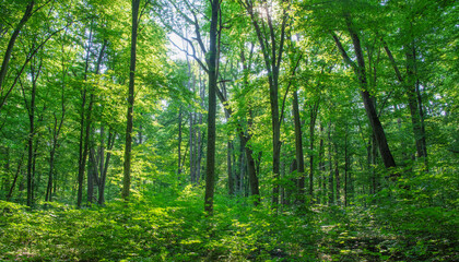 Sunlight in the green forest, spring time