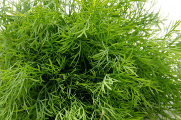Fresh green dill background.
